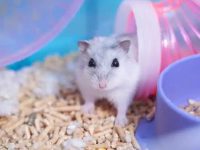 Teddy bear hamster lifespan