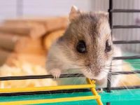 How long does a hamster live?