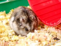 Why do hamsters die so easily?