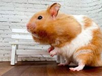 How long do syrian hamsters live?