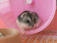 Do hamsters smell?