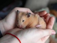 How long do hamsters live as pets?