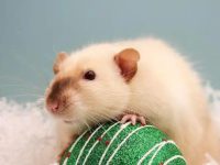 Can hamsters see in the dark?