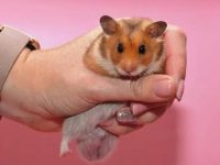 Are hamsters rodents?