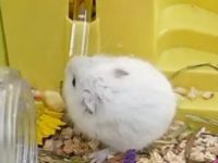 how to care for a hamster?