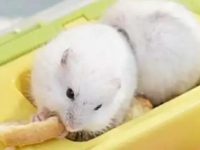 dwarf hamster life expectancy