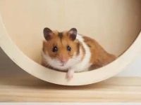 russian dwarf hamster lifespan