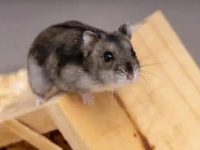 do hamsters eat their own babies?