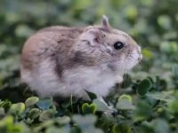 do hamsters like to be held?