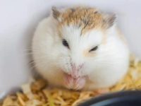 hamster natural habitat