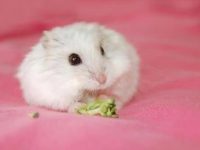 where did hamsters come from?