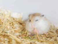 do hamsters need a friend?