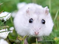 how long does a syrian hamster live?
