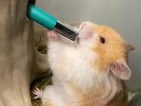 how long can hamsters go without water?