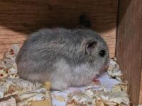 how long can a hamster go without food?