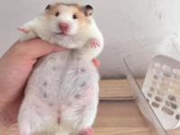 best hamster for kids