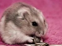 are hamsters smart?