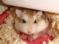 chinese dwarf hamster lifespan