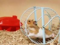 how long do hamster live?