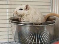 do hamsters have periods?