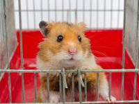 hamster care guide