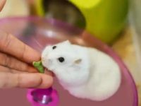 how big do hamsters get?