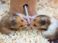 syrian hamster care