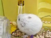 dwarf hamster care