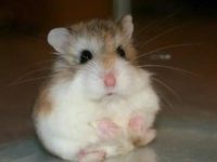 how long are hamsters pregnant?
