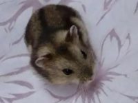 life expectancy of a hamster