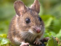 biggest hamster breed