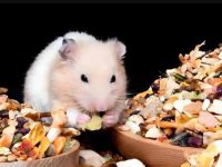 how big is a hamster?