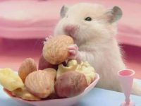 chinese hamster lifespan