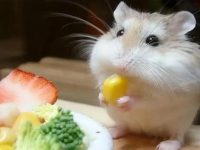 syrian hamster breeds
