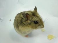 is a hamster a mammal?