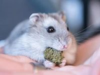 friendliest hamster breed