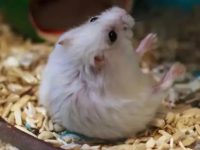 where do hamsters originate from?