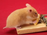 how long can hamsters live?