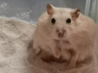 are hamsters social animals?