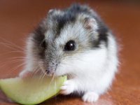 how long can a hamster go without water?