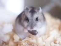 do hamsters eat meat?