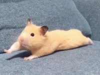 can hamsters eat chicken?