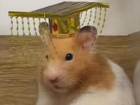 Biggest hamster in the world