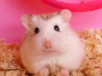 How long do robo hamsters live?
