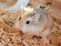 How long do chinese dwarf hamsters live?