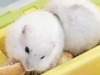 Is hamster a rodent?