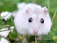 How long does hamster live?