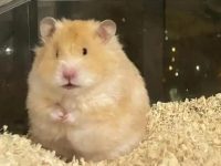 Largest hamster breed