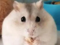 How to hold a hamster?