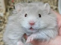 How much does a hamster weigh?